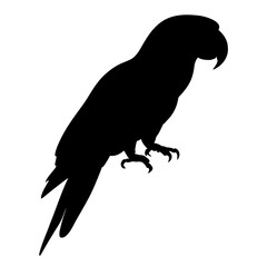 Parrot standing silhouette. Vector illustration