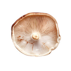 Raw slice champignon isolated on transparent background.