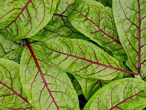 close up of freshly washed red veined sorrel leaves or bloody dock, rumex sanguineus, top view