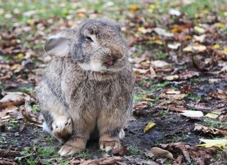 Close up photo of a funny rabbit sitting on the ground.
