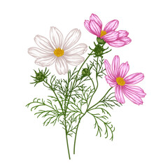 Vector illustration of a bush of cosmos bipinnatus flowers 