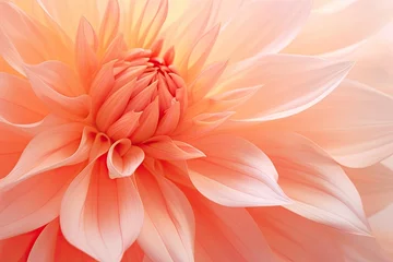  Soft focused macro floral background featuring pastel peach coral dahlia petals Close up of dahlia for background © The Big L