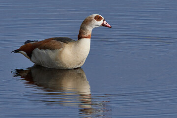 Nilgans im Frühjahr in Brandenburg	