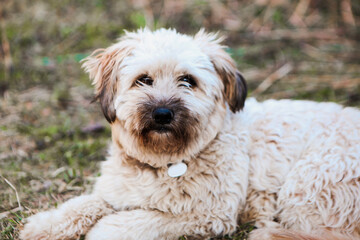Portrait of young curly white terrier puppy