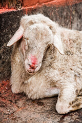 Goat has been blessed in Patan just outside Kathmandu Nepal