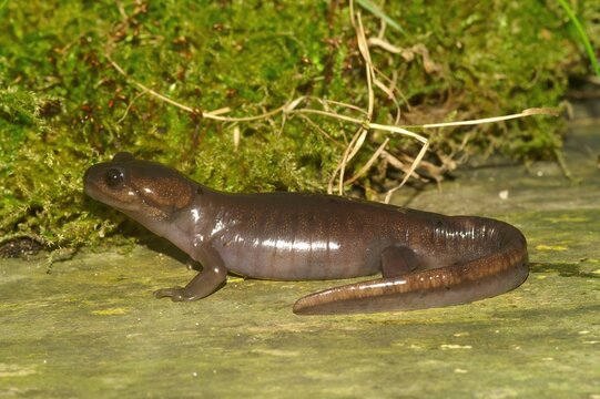 Closeup on a Nortwestern salamander, Ambystoma gracile sitting on wood