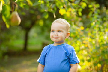 cute little boy standing in sunny garden and looking dreamily on pear hanging on tree, child on summer nature