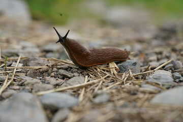 Closeup on a curious large red European slug, Arion rufus on a roadside after rain