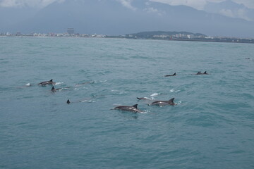 dolphins