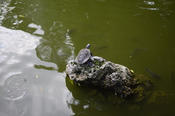 turtle