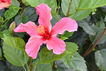 pink tropical flower