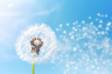 Plant summer spring blowball softness nature sky flower dandelion flying seeds