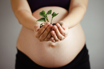 young green sprout growing from ground in hands of pregnant woman with big naked belly on gray...