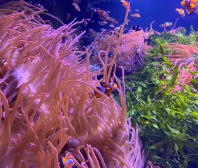 Nemo garden