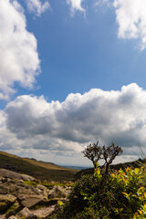 Obraz premium tree on the hill