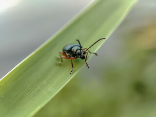 Cereal leaf beetles, with the Latin name Oulema melanopus, are a pest for wheat farmers.