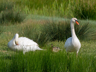 Una pareja preciosa  de cisnes en un humedal