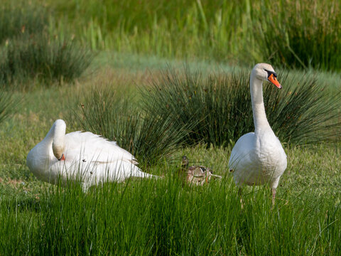 Una pareja preciosa  de cisnes en un humedal