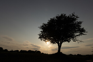 silhouette of tree