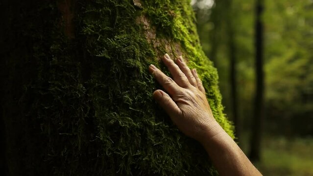 Closeup hand touching a tree trunk in the forest. Human is caring about nature and environment. High quality FullHD footage