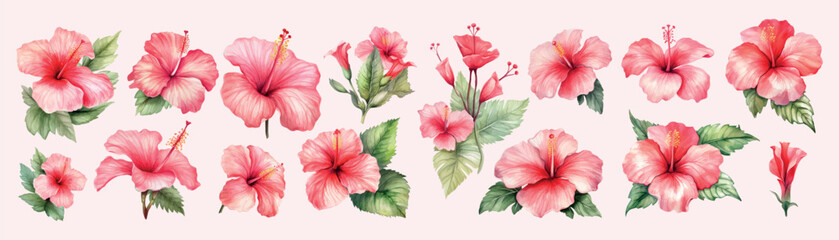 Set of Watercolor Hibiscus Flower Illustration Vector. A captivating collection of watercolor hibiscus flower illustrations in vector format