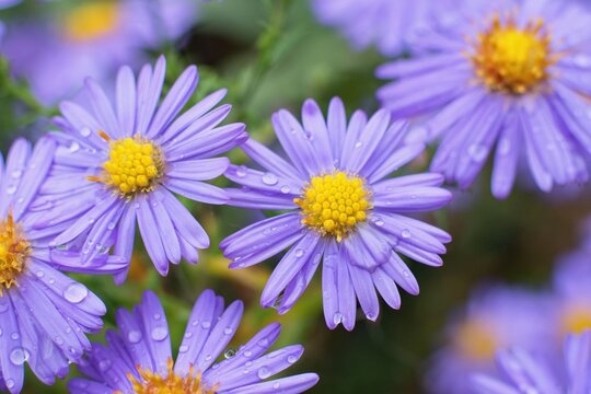Autumnal aster flowers close up.
