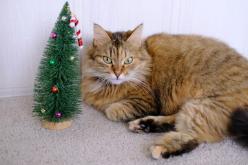 Furry grey tabby cat near small Christmas tree and candy toy on the top .High quality slow footage