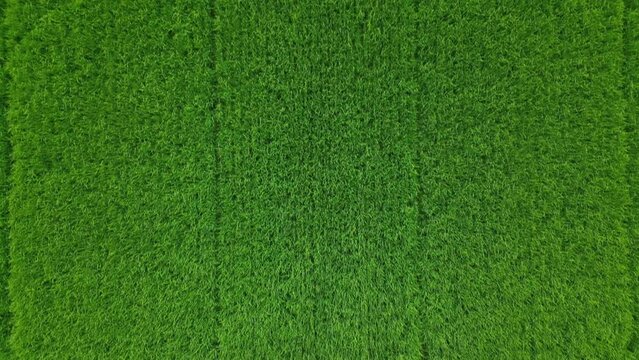 4K Aerial of the fields in UK
