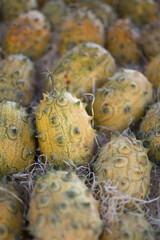 variety of pumpkins in harvest season