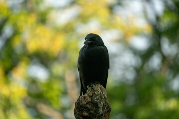 corbeau