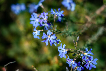 Lechenaultia biloba native wildflower in Lesueur National Park, WA, Australia