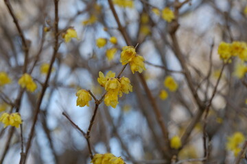 Winter sweet , Japanese allspice in full blooming	
