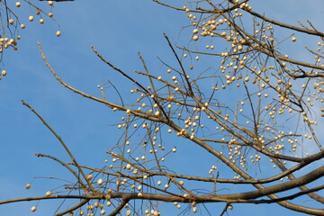 fruits of chinaberry tree against blue sky