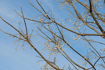 fruits of chinaberry tree against blue sky