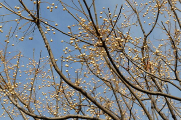 Obraz premium fruits of chinaberry tree against blue sky