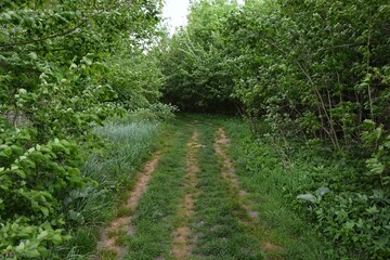 A path in a forest overgrown with bushes
