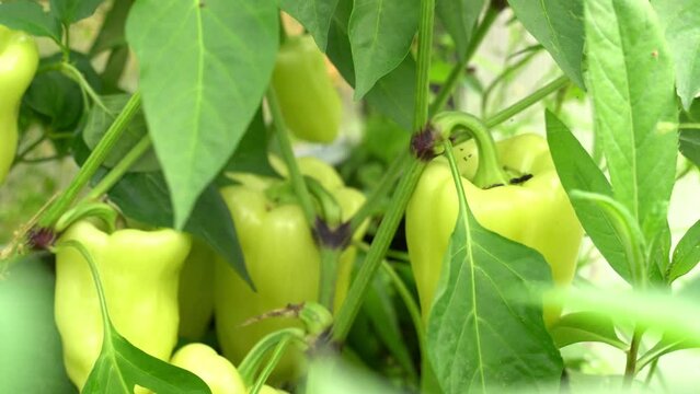 Green peppers grown in a greenhouse.