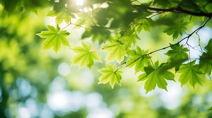 Fototapeta na wymiar Close-up view through maple tree leaves in warm sunlight