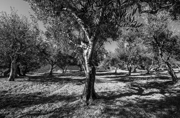 Olive trees on Crete (Ravdoucha)
