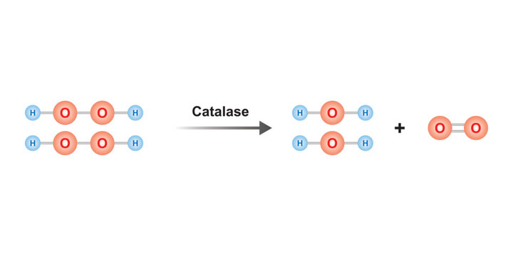 Catalase Enzyme Function Concept Design. Vector Illustration.	