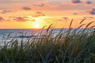 Obraz premium wheat field at sunset