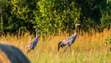 Common Crane (Grus grus) in field