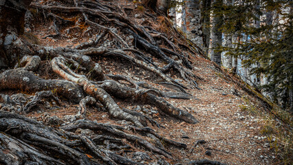 Close-Up of Pine Tree Roots in a Dense Forest with a Narrow Pathway