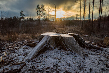 Sunset over forest clearing with a tree stump in the foreground in the winter in Sweden. © Karlsson Photo