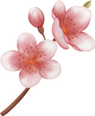 blossom sakura watercolor PNG paper texture