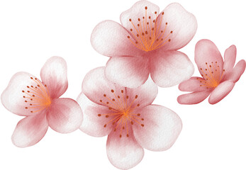 Fototapeta na wymiar blossom sakura watercolor PNG paper
