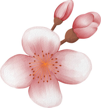 blossom sakura watercolor PNG paper