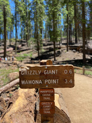 Yosemite National Park, California, USA, June 28, 2022: Giant sequoia trees in the Mariposa Grove of Giant Sequoias, a sequoia grove near Wavona. Mariposa Grove new information signage.