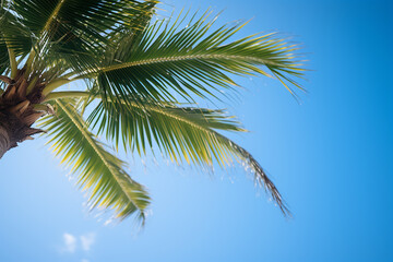 A palm tree and the blue sky