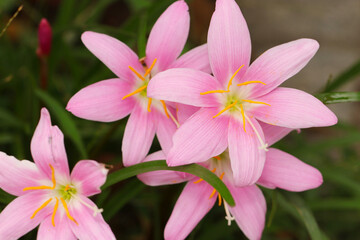 Fototapeta premium Pink Saffron-modoki flowerhead (Wildlife closeup macro photograph) 